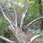 Landesregierungsgrund