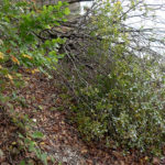 Landesregierungsgrund_3